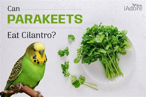 Can Parakeets Eat Cilantro 8 Benefits Full Guide IAdoreBirds