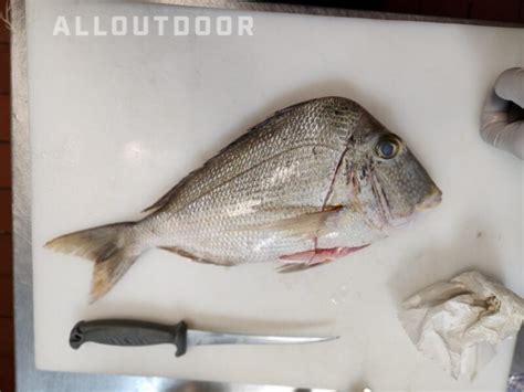 Cook Your Catch Knobbed Porgy Chinese Steamed Fish