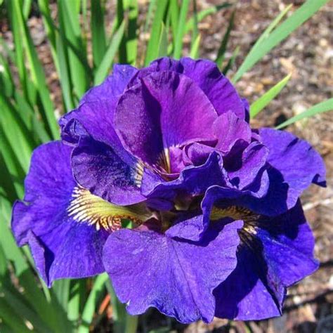 Ирис сибирика Конкорд Краш "Concord Crush"