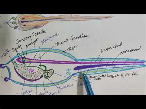 Ascidian tadpole larva - YouTube