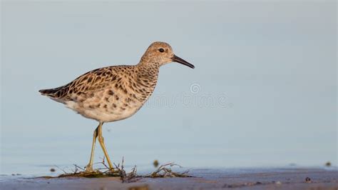 Ruff Philomachus Pugnax Calidris Pugnax Female Stock Photo