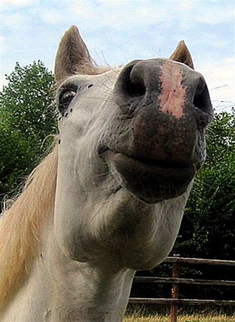 Photo Cheval de tête