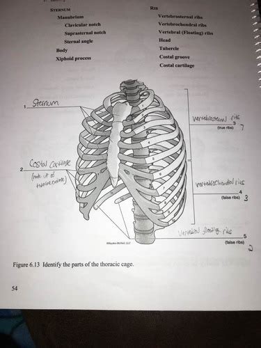 Thoracic Cage Flashcards Quizlet