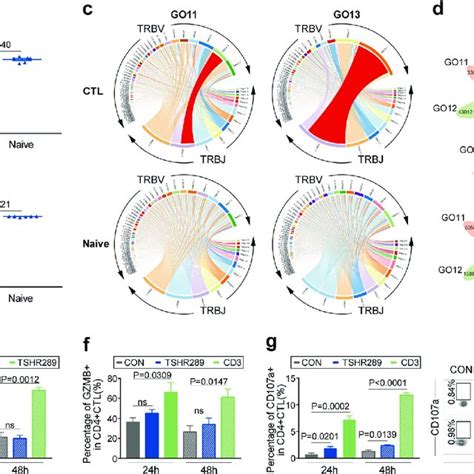 Functional CD4 CTLs Were Contained In CD4 KLRG1 T Cells A Boxplot