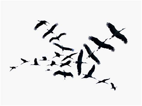 International Crane Foundation efforts impact bird migration patterns 1