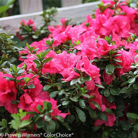 bloom  thon hot pink azalea shrubs plant addicts