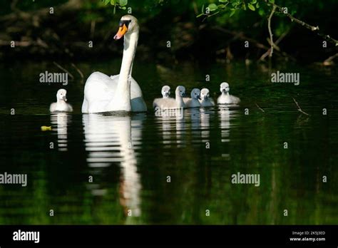 Cisne Mudo Cygnus Color Con La Generaci N M S Joven Cisne Mudo Con