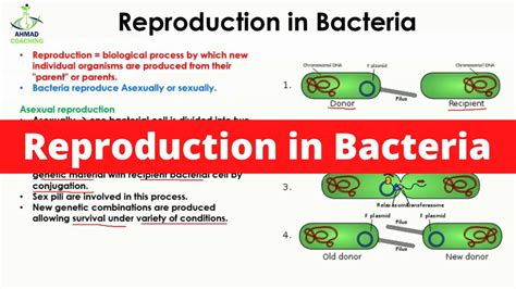 Reproduction In Bacteria Sexual And Asexual Reproduction Conjugation And Binary Fission