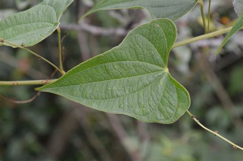 Dioscorea Deltoidea Eflora Of India