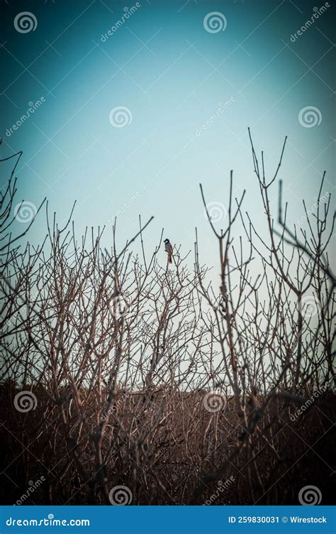 Vertical View Of Naked Tree Branches With A Small Bird Sitting On One Of Them Stock Image