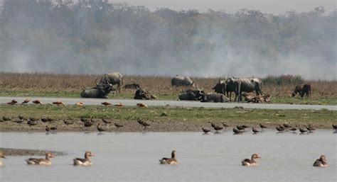 Assam wallpapers | Pobitora Wildlife Sanctuary | Wild buffaloes and ...