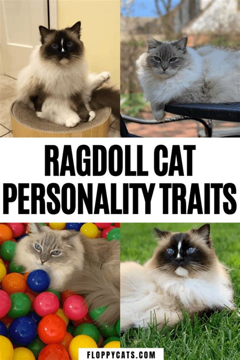 Ragdoll Cat Personality {What You REALLY Need to Know}