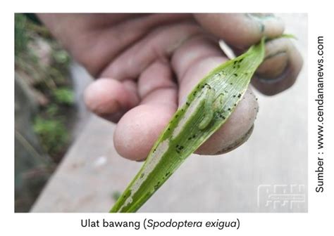 Dampak Serangan Hama Ulat Bawang Dan Cara Pengendaliannya PT Medion