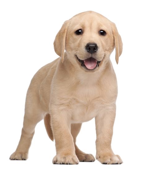 Sint Tico Foto Como Entrenar A Un Perro Labrador Lleno