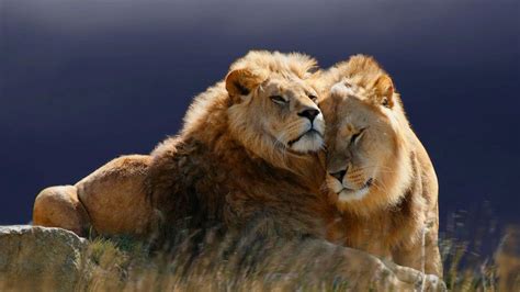 Homosexualit T In Der Tierwelt Gleichgeschlechtlicher Sex Ist H Ufiger Als Gedacht Der Spiegel