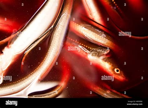 Silver eel hi-res stock photography and images - Alamy