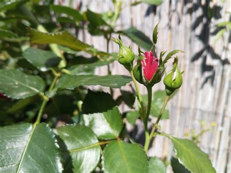 Recenzja Infinix Hot S Nfc Jak Poradzi Sobie Pierwszy Smartfon Producenta W Polsce