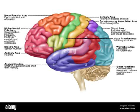 Cerebro Vista Lateral Ilustración Fotografía De Stock Alamy