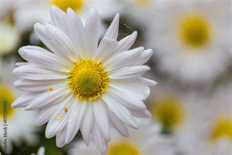 Naked Woman With Body Oil Drops Of Water And Healthy Skin Athletic Woman Body On Black