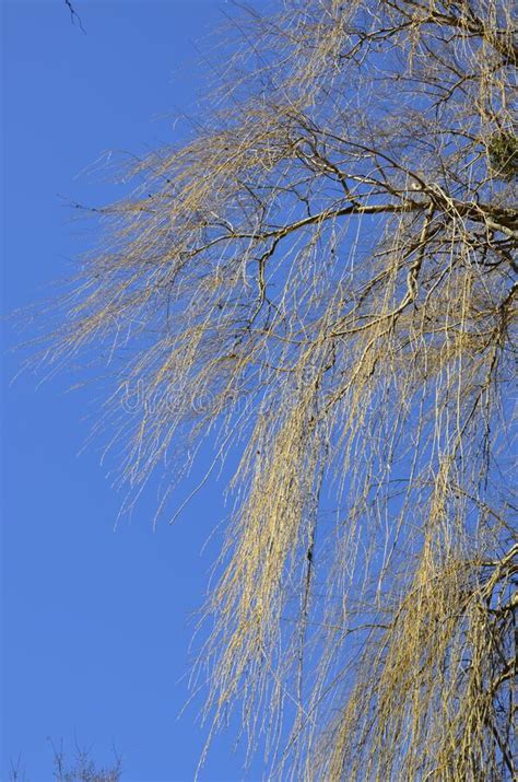 Crown Of Weeping Willow Against Blue Sky In Early Spring Stock Photo Image Of Happy Naked