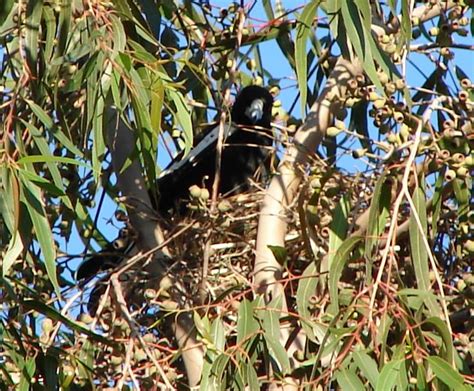 Australian Magpie – Australian Animals