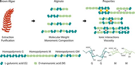 frontiers modulating alginate hydrogels  improved biological