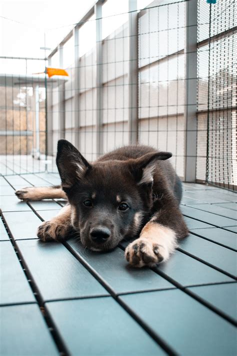 Home - Reactive Dog Gear