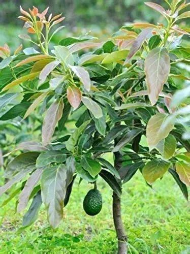 Hass Avocado Tree