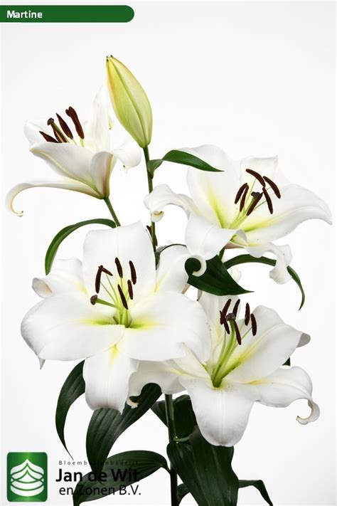Martine | Lily | Jan de Wit en Zonen B.V.
