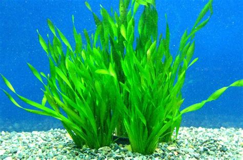 Jak správně zasadit Vallisneria?
