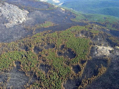 Learning To Live With Wildfires How Communities Can Become Fire Adapted