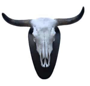 Authentic Spanish Fighting Bull Horns | Toroshopping