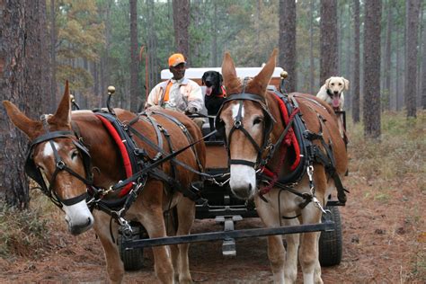 Classic South Georgia Quail Hunt – Gordie White Worldwide Safaris