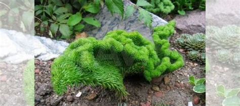 Очиток отогнутый, очиток голубой,седум купить в Новосибирске | Товары ...