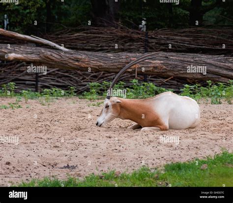 Grazing Oryx Hi Res Stock Photography And Images Alamy