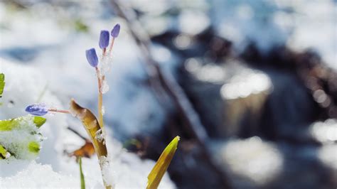Squill or wood squill blue flowers sprout under the spring snow on the