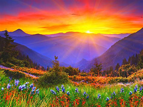 Paisagem Com Sol E Flores - Paisagem Com Sol E Flores - FDPLEARN