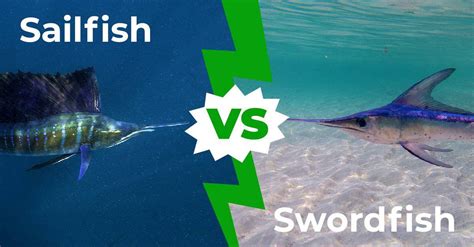 Sailfish Vs Swordfish Five Main Differences Explained A Z Animals