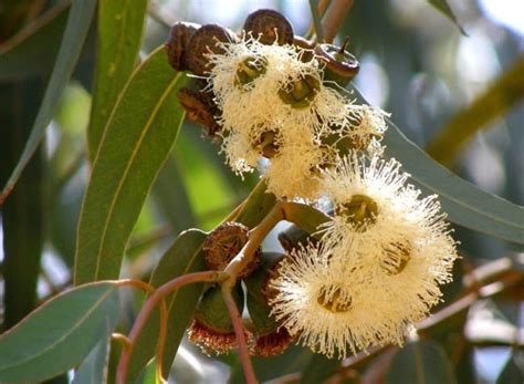 Eucalyptus Australias Gum Tree Wander Lord