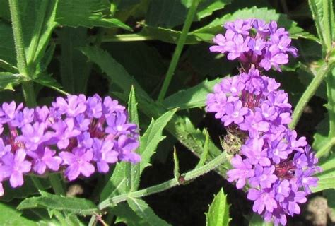 Чай из вербены - полезные свойства и противопоказания