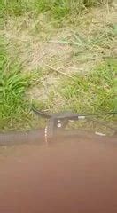 Joyce Carla Shemale Amateur Amateur Porn XHamster