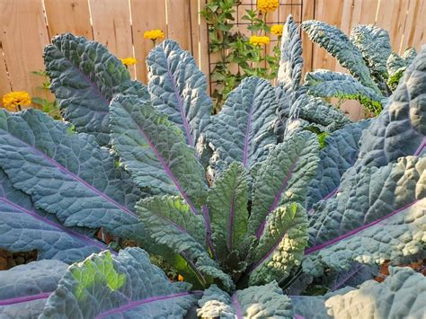 How To Grow Kale Guide To Plant Harvest And Use Kale ~ Homestead And Chill