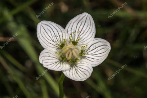 Flor Del Parnaso Del Norte Parnassia Palustris