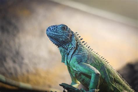 Leguán zelený :: statekumerlina