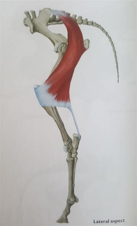 [Muscle Monday] Biceps Femoris - Het Soepele Paard