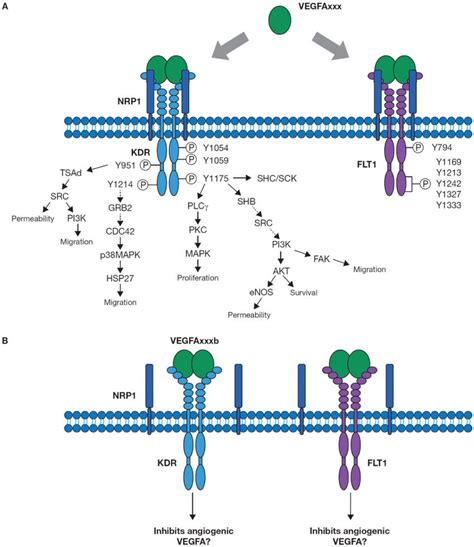 vegf receptors   critical   actions  vegfa pictured
