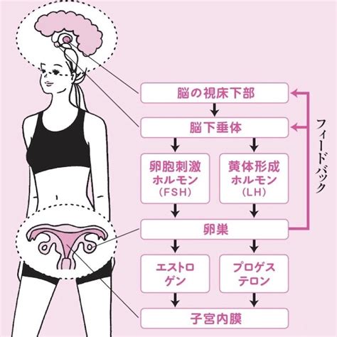 女性ホルモンの正体を学ぼう！「美のエストロゲン」「母のプロゲステロン」とは？ | 美的.com