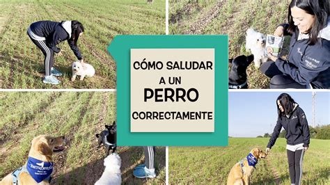 Como Saludar Correctamente A Un Perro YouTube