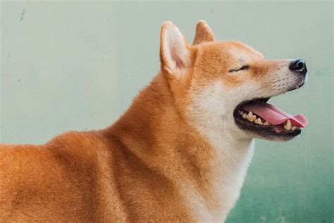 Shiba conheça tudo sobre a raça de cachorro DogHero