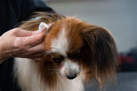 10 Papillon Grooming Tips Canine Health And Wellness Pet Arenas